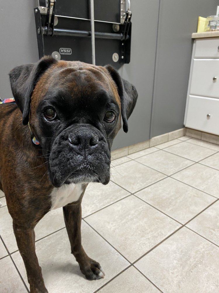 JUST FOR PAWS VETERINARY HOSPITAL Updated May 2024 18 Reviews