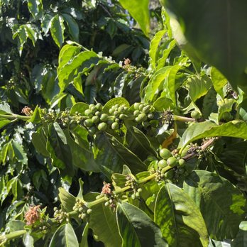 O'o Farms - Coffee bean tree - Food Tours Near Me - Kula, Hawaii
