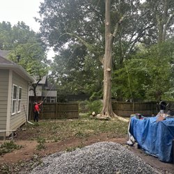 Steve's Tree Service & Landscape - Clean water oak tree