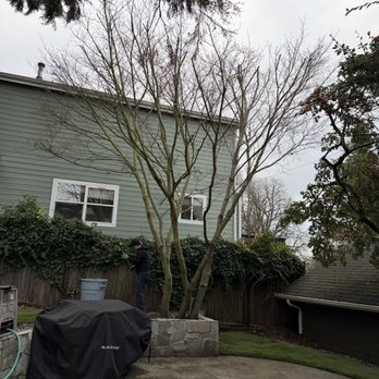 Pacific View landscaping and General Contractor - Pruned maple - Landscaping Near Me Pacific View landscaping and General Contractor - Pruned maple - Landscaping Near Me