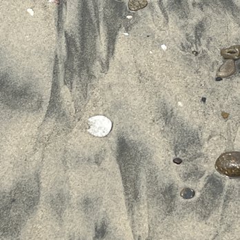 Torrey Pines State Reserve - Baby Sand Dollar - Parks Near Me - La Jolla, California Torrey Pines State Reserve - Baby Sand Dollar - Parks Near Me - La Jolla, California