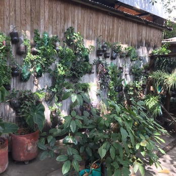 Composta Orgánica - Muchas plantas - Nurseries & Gardening Near Me - Oaxaca, OAX