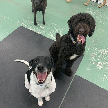 Pound Town - Pet Adoption Near Me - Plainfield, Illinois