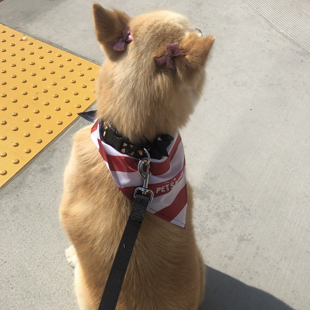 PetSmart - Pet Training Near Me - Rosemead, California PetSmart - Pet Training Near Me - Rosemead, California
