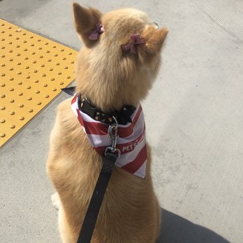 PetSmart - Pet Training Near Me - Rosemead, California PetSmart - Pet Training Near Me - Rosemead, California