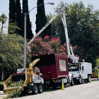 HLI Tree Experts - Trimming my front trees - Tree Services Near Me