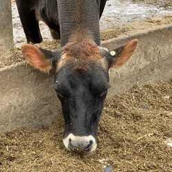 Shuler Dairy Farms