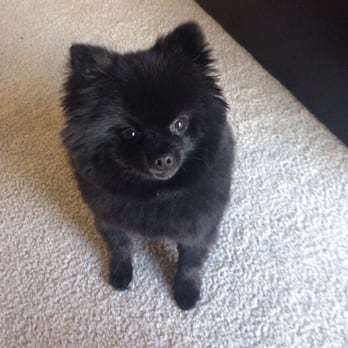 Posh Pooch - He looks so handsome! And he is still so happy when I pick him up! I would highly recommend this groomer!!!!!! - Pet Groomers Near Me - Seal Beach, California Posh Pooch - He looks so handsome! And he is still so happy when I pick him up! I would highly recommend this groomer!!!!!! - Pet Groomers Near Me - Seal Beach, California