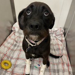 Boston West Veterinary Emergency & Specialty - Poor baby bear at the hospital