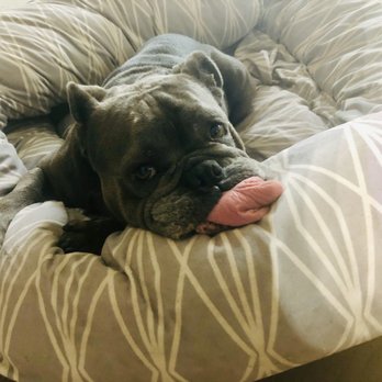 Great Outdogs - Pet Stores Near Me - Austin, Texas