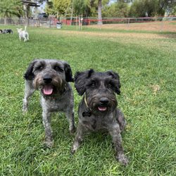 Veterinary Integrative Center - Mochi and Waffles love Dr. Huang