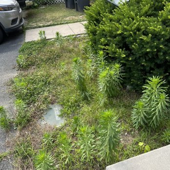 Affordable Mow - Before - no Job too big! - Lawn Services Near Me Affordable Mow - Before - no Job too big! - Lawn Services Near Me