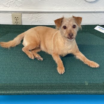 LA Pet Home - Happy pupper - Pet Stores Near Me - Pasadena, California LA Pet Home - Happy pupper - Pet Stores Near Me - Pasadena, California