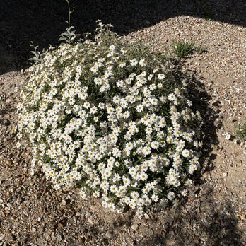 Nick's Landscaping - a bush of white flowers - Tree Services Near Me - Scottsdale, Arizona Nick's Landscaping - a bush of white flowers - Tree Services Near Me - Scottsdale, Arizona