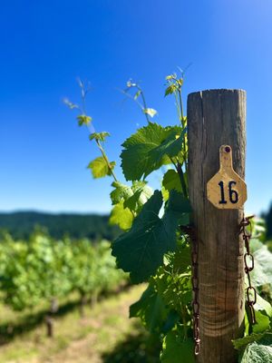 Kramer Vineyards by null