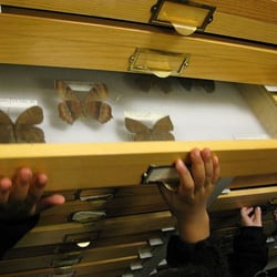 The Bohart Museum of Entomology - Bohart Museum of Entomology