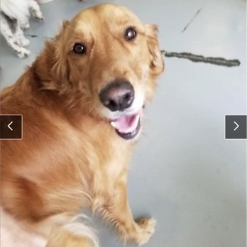 Audrey's Barkyard - Our doggie playing and being loved on at daycare! - Pet Groomers Near Me - Wake Forest, North Carolina Audrey's Barkyard - Our doggie playing and being loved on at daycare! - Pet Groomers Near Me - Wake Forest, North Carolina