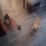 Photo of Ashley's Pawsitive Pet Care