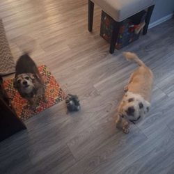 Ashley's Pawsitive Pet Care - Bobby and Banjo