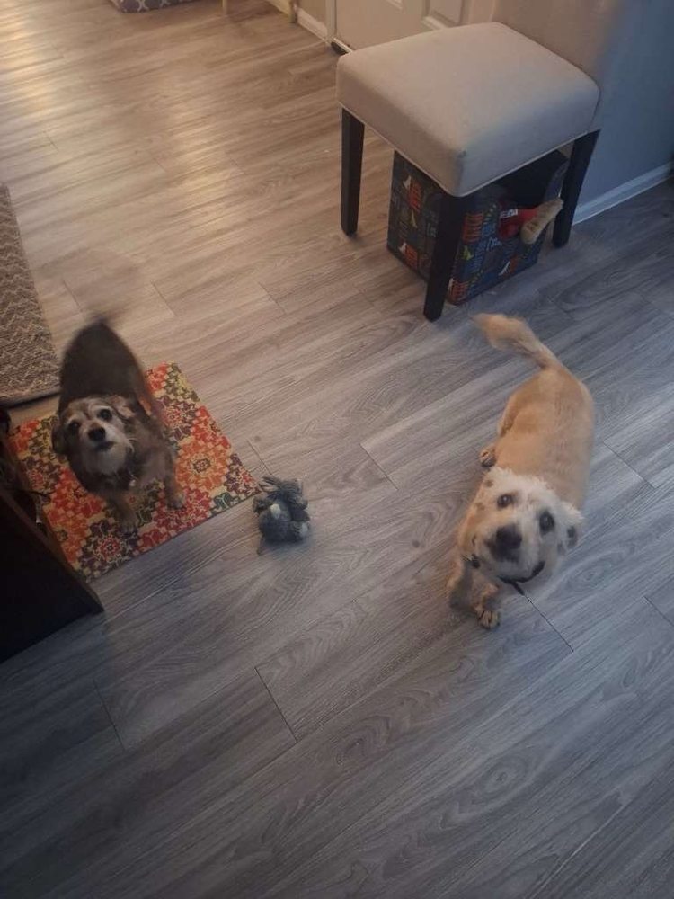 Ashley's Pawsitive Pet Care - pet boarding facility in Albuquerque, NM