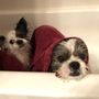 Photo of Country Court Animal Hospital