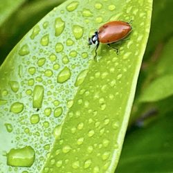 Armstrong Garden Centers - Ladybug