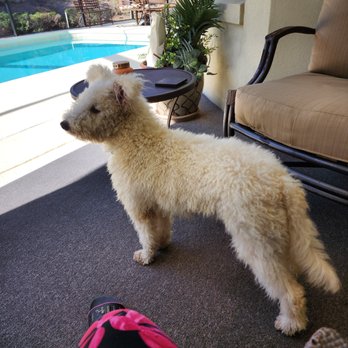 Tidmore Veterinary Hospital - Ruby as a puppy looking at all things new to her. - Veterinarians Near Me - Northport, Alabama Tidmore Veterinary Hospital - Ruby as a puppy looking at all things new to her. - Veterinarians Near Me - Northport, Alabama