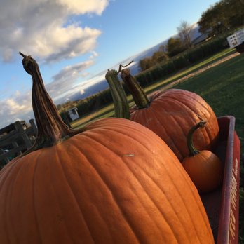 Kregel's Pumpkin Patch - pumpkins in a wagon - Farmers Market Near Me - Lowell, Indiana
