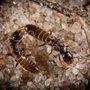 Photo of A1 Exterminators