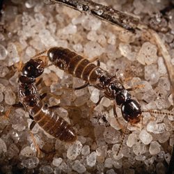 A1 Exterminators - Termites