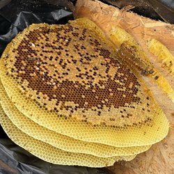 The Bee Guy - A section of the beehive removed