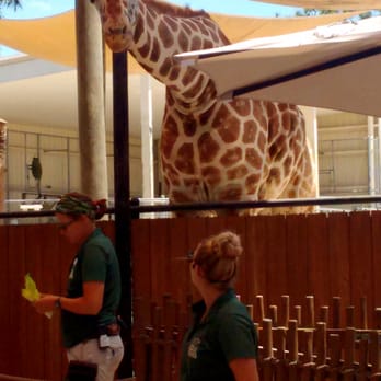 Naples Zoo - Giraffe...you can feed for $5 - Zoos Near Me - Naples, Florida