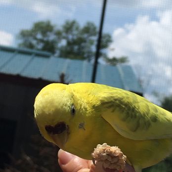 Nova Wild - More birds! - Petting Zoos Near Me - Vienna, Virginia