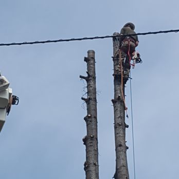 Columbia Tree Service - a man on a power line - Tree Services Near Me - Hood River, Oregon Columbia Tree Service - a man on a power line - Tree Services Near Me - Hood River, Oregon