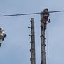 Photo of Columbia Tree Service