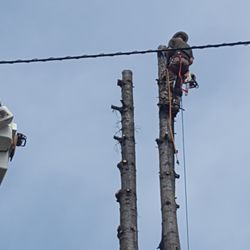 Columbia Tree Service
