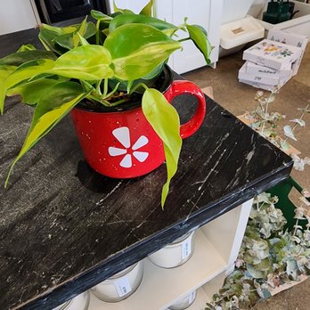 Grounded Plant & Floral - My new plant - Nurseries & Gardening Near Me - Indianapolis, Indiana