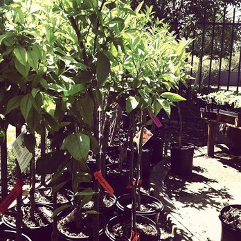 UrbanFarmU - Nurseries & Gardening Near Me