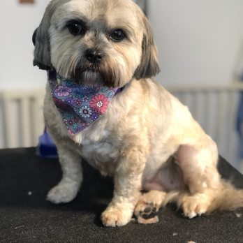 Pawsitive Vibes Grooming - Pippa - Pet Groomers Near Me Pawsitive Vibes Grooming - Pippa - Pet Groomers Near Me