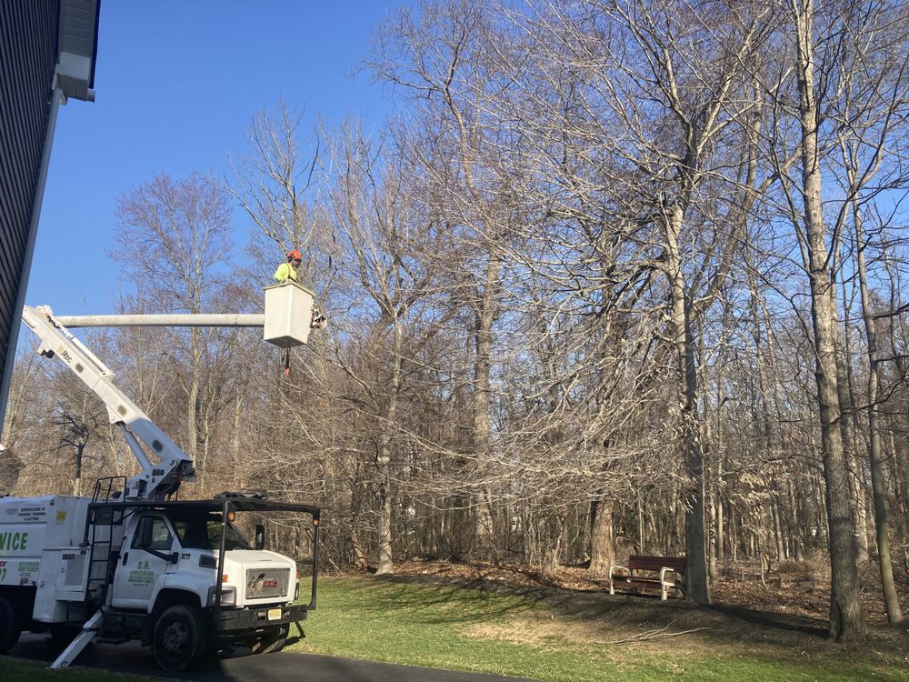 S.H Tree Service - tree service in Hamilton Township, NJ
