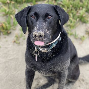 Aztlan - a black dog sitting on the ground - Mexican Near Me - Chico, California
