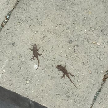 Sage Ecological Landscapes - 2 baby lizards at the nursery trying to catch some sun! I have never seen lizards this young, they were like the size of a quarter! - Landscaping Near Me - Los Osos, California