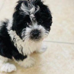 We are in love with our new little fur-baby! Chloe- Chanel aka... CiCi She is a 3 1/2 month old Coton De Tulear