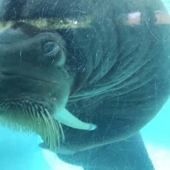 Indianapolis Zoo - Sad male walrus. Pool is much too small. - Zoos Near Me - Indianapolis, Indiana Indianapolis Zoo - Sad male walrus. Pool is much too small. - Zoos Near Me - Indianapolis, Indiana