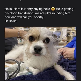 BluePearl - Email from the vet while my dog was receiving emergency care. - Veterinarians Near Me - New York, New York BluePearl - Email from the vet while my dog was receiving emergency care. - Veterinarians Near Me - New York, New York