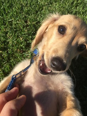 Canine To Five by null