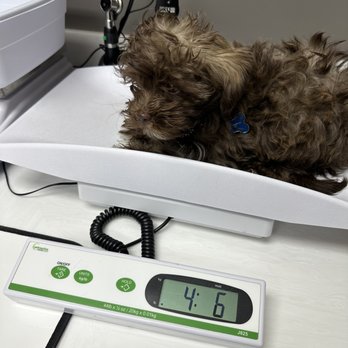 Warm & Fuzzy Veterinary Center - Shadow being weighed - Veterinarians Near Me - Middle River, Maryland