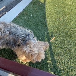 Sirius Dog Park