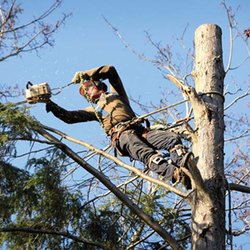 Tree Specialists