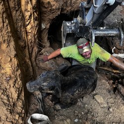TopNotch Excavating - Calf fell into sink hole. Used excavator to dig a road down to its rescue.